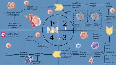 A novel cervix carcinoma biomarker: Pathological-epigenomics, integrated analysis of MethylMix algorithm and pathology for predicting response to cancer immunotherapy